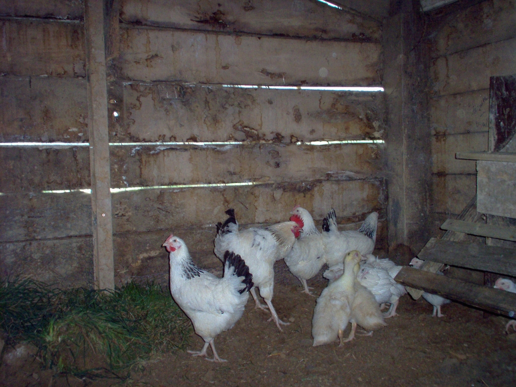 20050322 SUSSEX LIGHTS, GOSLINGS, DUCKLINGS & WHITES FOR THE POT.jpg - IM000178.JPG